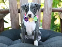 Ivy, a female Italian Greyhound for sale in Choudrant, LA – 1 of 10