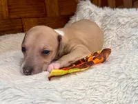 Ziggy, a male Italian Greyhound for sale in Choudrant, LA – 2 of 2