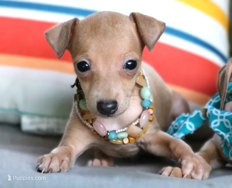 Mia – Italian Greyhound puppy for sale in Choudrant, LA