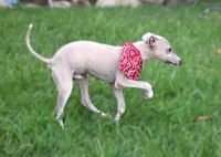 Mickey, a male Italian Greyhound for sale in Choudrant, LA – 5 of 6