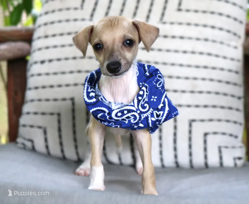 Ziggy – Italian Greyhound puppy for sale in Choudrant, LA