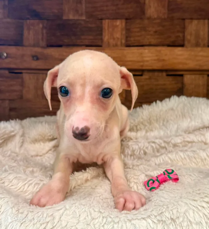 Star – Italian Greyhound puppy for sale in Choudrant, LA
