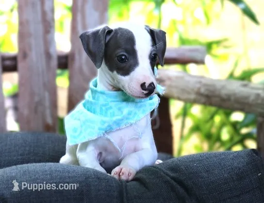 Astro – Italian Greyhound puppy for sale in Choudrant, LA