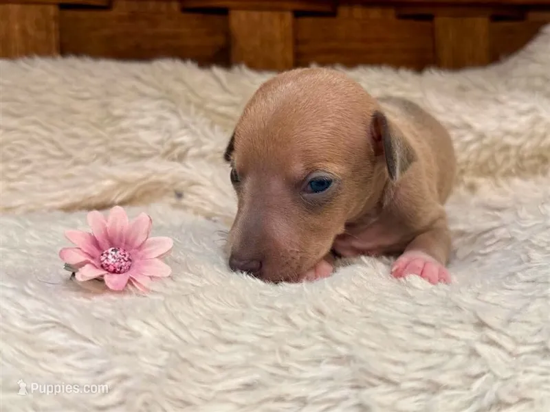 Belle – Italian Greyhound puppy for sale in Choudrant, LA