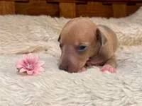 Belle, a female Italian Greyhound for sale in Choudrant, LA – 1 of 2