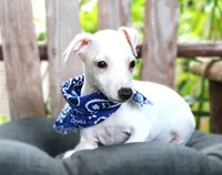 Cosmo, a male Italian Greyhound for sale in Choudrant, LA – 2 of 2