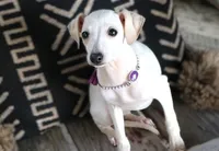 Luna, a female Italian Greyhound for sale in Choudrant, LA – Photo 2 of 3