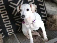 Luna, a female Italian Greyhound for sale in Choudrant, LA – Photo 3 of 3