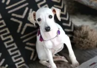 Luna, a female Italian Greyhound for sale in Choudrant, LA – Photo 1 of 3