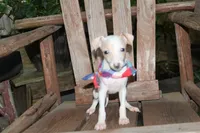 Bandit, a male Italian Greyhound for sale in Choudrant, LA – 2 of 2