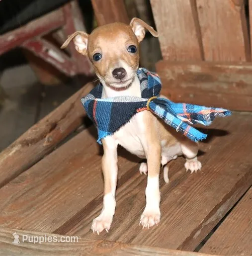 Bingo – Italian Greyhound puppy for sale in Choudrant, LA