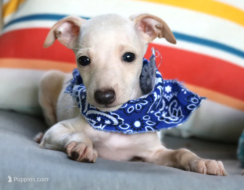 Maverick – Italian Greyhound puppy for sale in Choudrant, LA