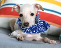 Maverick, a male Italian Greyhound for sale in Choudrant, LA – 1 of 2