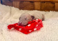 Noodle, a male Italian Greyhound for sale in Choudrant, LA – Photo 2 of 2