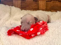 Noodle, a male Italian Greyhound for sale in Choudrant, LA – Photo 1 of 2