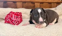 Izzy, a male Italian Greyhound for sale in Choudrant, LA – 2 of 2
