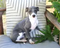 Wendall, a male Italian Greyhound for sale in Choudrant, LA – Photo 2 of 3
