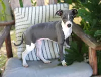 Wendall, a male Italian Greyhound for sale in Choudrant, LA – Photo 1 of 3