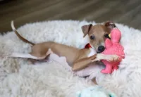 Bingo, a male Italian Greyhound for sale in Choudrant, LA – 3 of 6