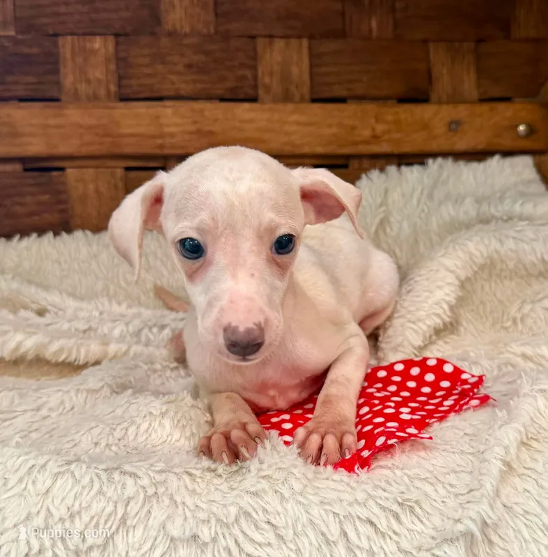 Pluto – Italian Greyhound puppy for sale in Choudrant, LA