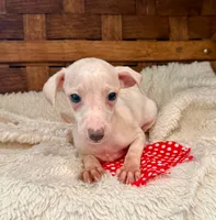 Pluto, a male Italian Greyhound for sale in Choudrant, LA – 1 of 1