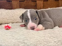 Ivy, a female Italian Greyhound for sale in Choudrant, LA – 3 of 3