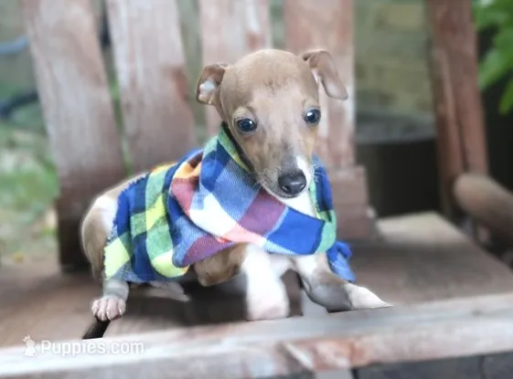 Bingo – Italian Greyhound puppy for sale in Choudrant, LA
