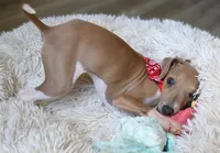 Bingo, a male Italian Greyhound for sale in Choudrant, LA – 4 of 6