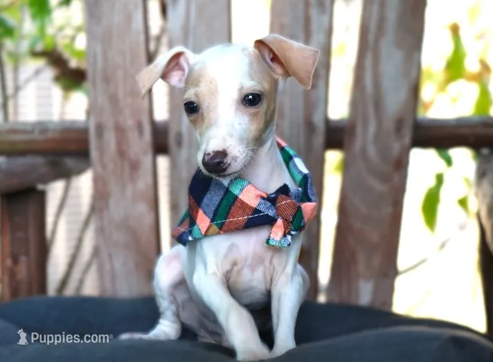 Bandit – Italian Greyhound puppy for sale in Choudrant, LA