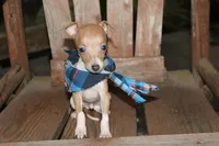 Bingo, a male Italian Greyhound for sale in Choudrant, LA – 5 of 6