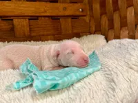 Gatsby, a male Italian Greyhound for sale in Choudrant, LA – Photo 2 of 2
