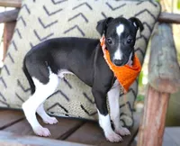 Izzard, a male Italian Greyhound for sale in Choudrant, LA – 3 of 4