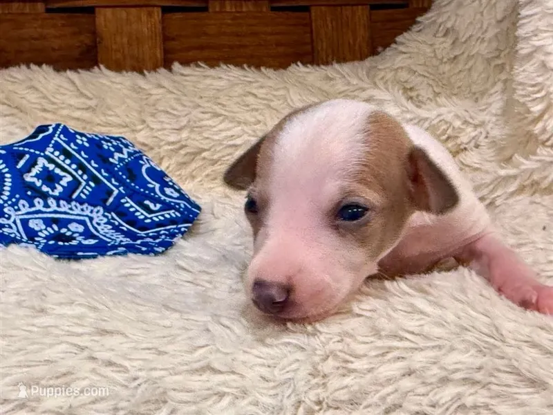 Boomer – Italian Greyhound puppy for sale in Choudrant, LA