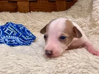 Boomer, a male Italian Greyhound for sale in Choudrant, LA – 1 of 2