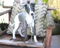 Ivy, a female Italian Greyhound for sale in Choudrant, LA – 7 of 10