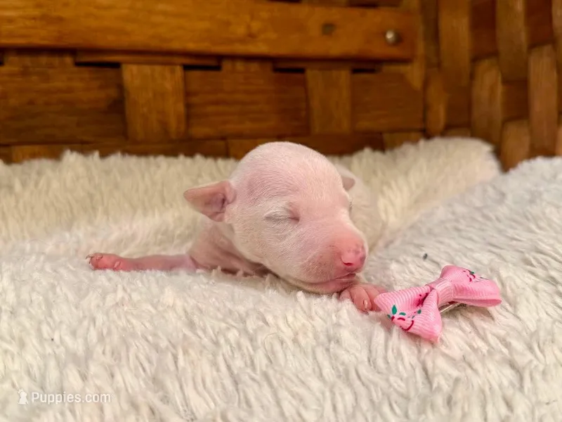 Stella – Italian Greyhound puppy for sale in Choudrant, LA
