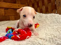 Bodhi, a male Italian Greyhound for sale in Choudrant, LA – 2 of 2