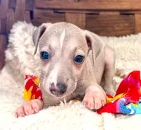 Mickey, a male Italian Greyhound for sale in Choudrant, LA – 1 of 1