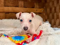 Vegas, a male Italian Greyhound for sale in Choudrant, LA – 1 of 1