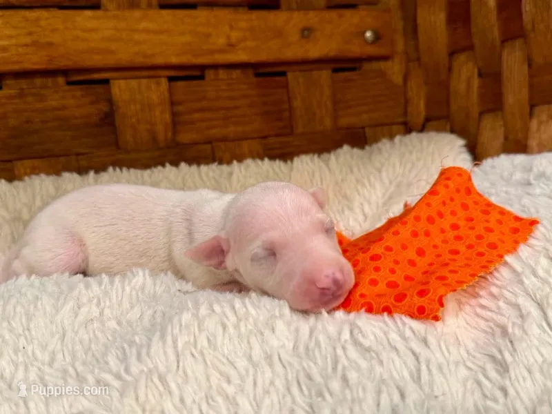 Apollo – Italian Greyhound puppy for sale in Choudrant, LA