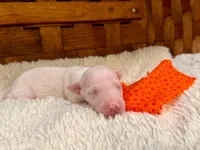 Apollo, a female Italian Greyhound for sale in Choudrant, LA – Photo 3 of 3