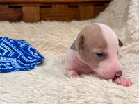 Boomer, a male Italian Greyhound for sale in Choudrant, LA – 2 of 2