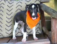 Izzard, a male Italian Greyhound for sale in Choudrant, LA – 2 of 4