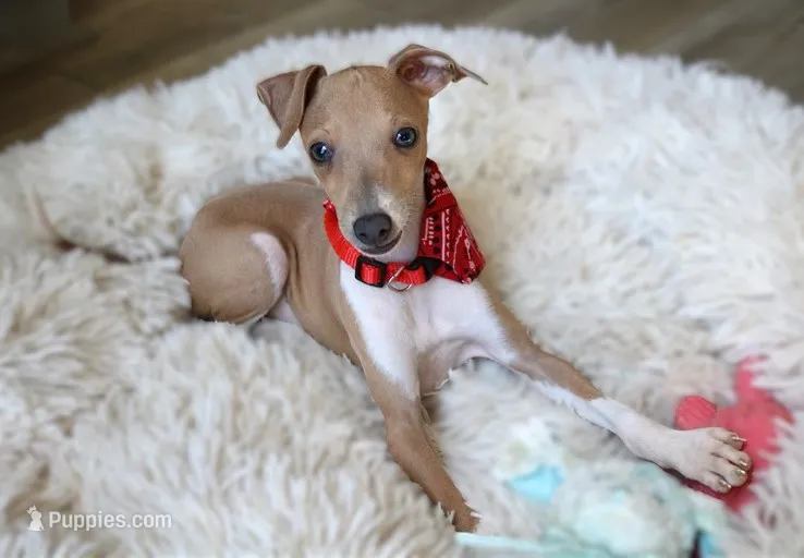 Bingo – Italian Greyhound puppy for sale in Choudrant, LA