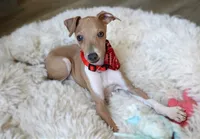 Bingo, a male Italian Greyhound for sale in Choudrant, LA – 1 of 6