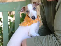 Boomer, a male Italian Greyhound for sale in Choudrant, LA – 1 of 2