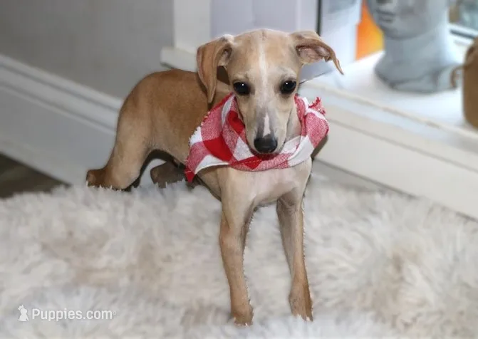 Donald – Italian Greyhound puppy for sale in Choudrant, LA