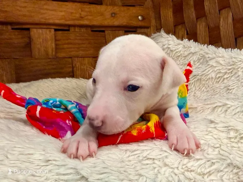 Gatsby – Italian Greyhound puppy for sale in Choudrant, LA