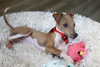 Bingo, a male Italian Greyhound for sale in Choudrant, LA – 6 of 6