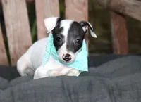 Bruno, a male Italian Greyhound for sale in Choudrant, LA – 3 of 3